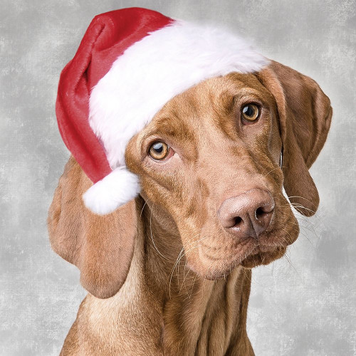 Christmas Pup 1 by Marcus Prime (24 x 24)