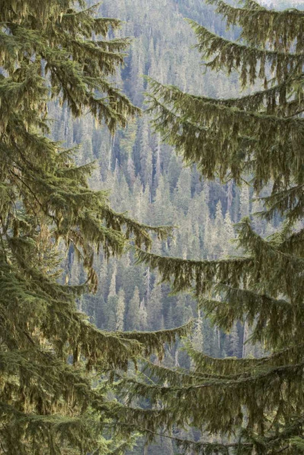 WA, Mountain hemlock trees frame a distant forest by Don Paulson (15 x 24)