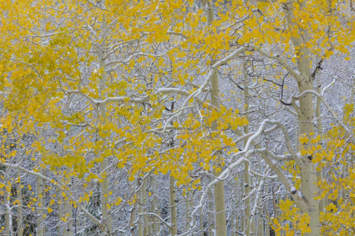 Colorado, Grand Mesa Early snow on aspen trees by Don Paulson (24 x 18)