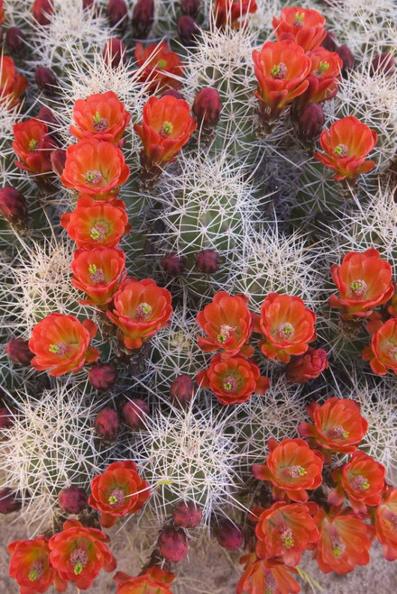 Utah, Canyonlands NP Claretcup cactus in bloom by Don Paulson (15 x 24)