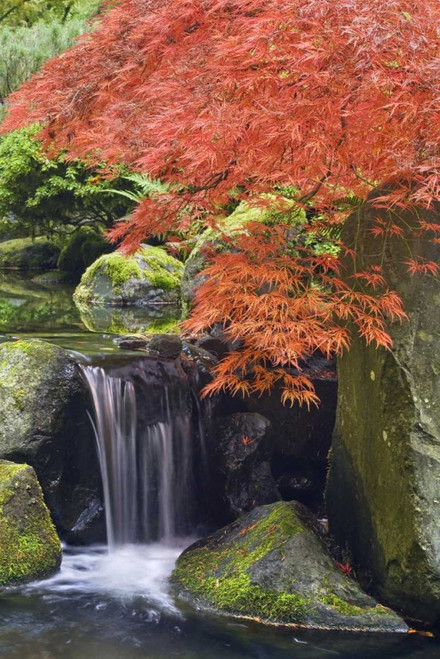 Oregon, Portland Waterfall and Japanese maple by Don Paulson (15 x 24)