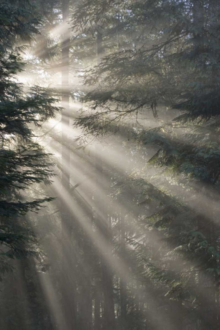 WA, Seabeck God rays illumine tree branches by Don Paulson (15 x 24)