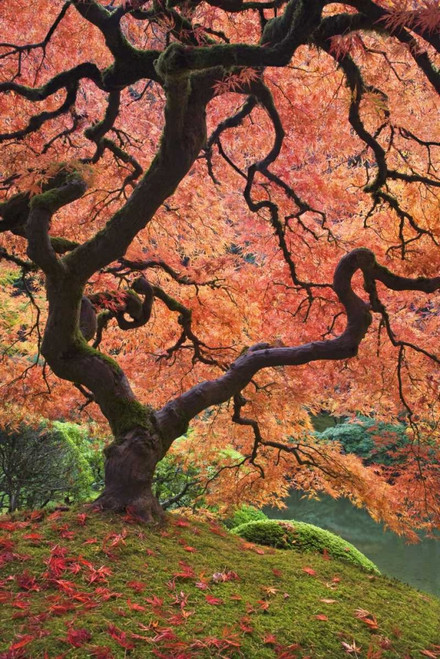 OR, Portland Japanese maple trees in autumn by Don Paulson (15 x 24)