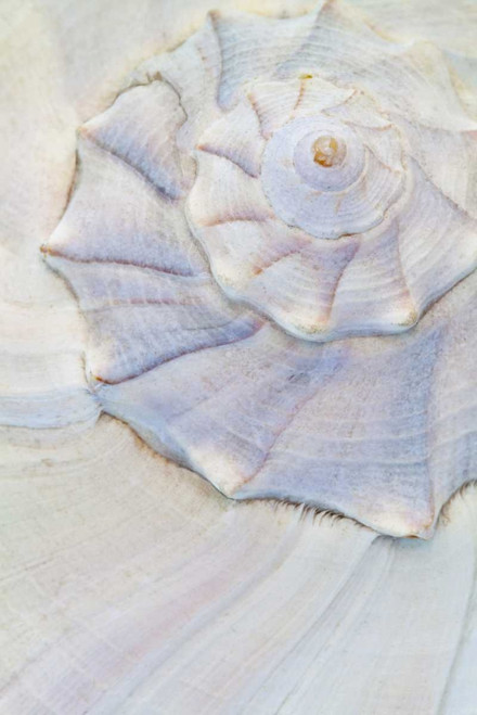 USA, Washington Close-up of pastel seashell by Don Paulson (15 x 24)