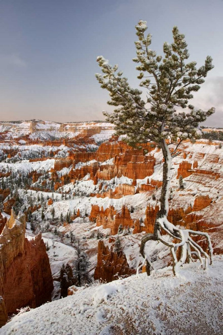 Utah, View of Bryce Canyon in winter by Don Paulson (15 x 24)