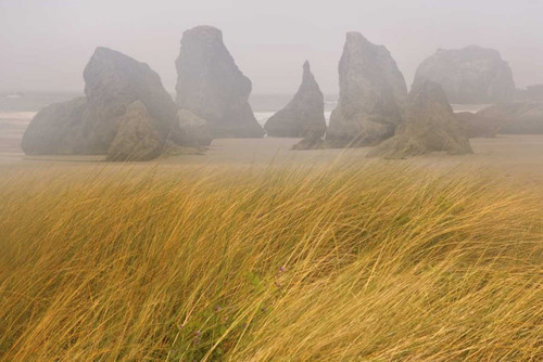 OR, Bandon Dune grass and seastacks in fog by Don Paulson (24 x 15)