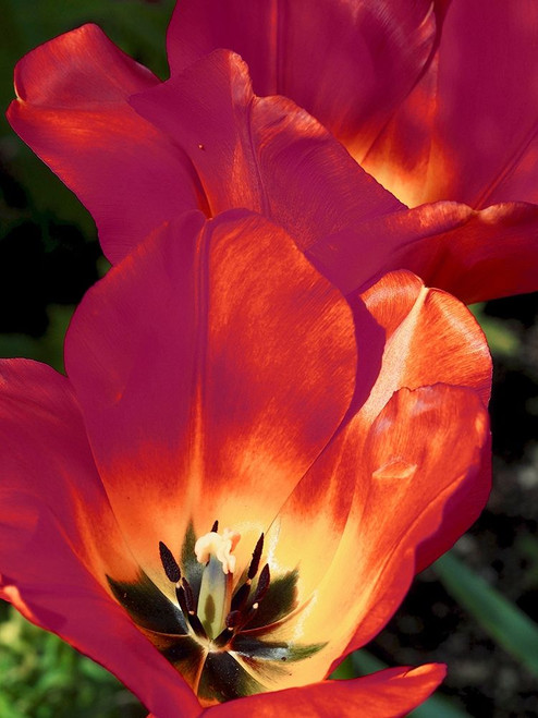 Romantic Tulips I by Gail Peck (18 x 24)