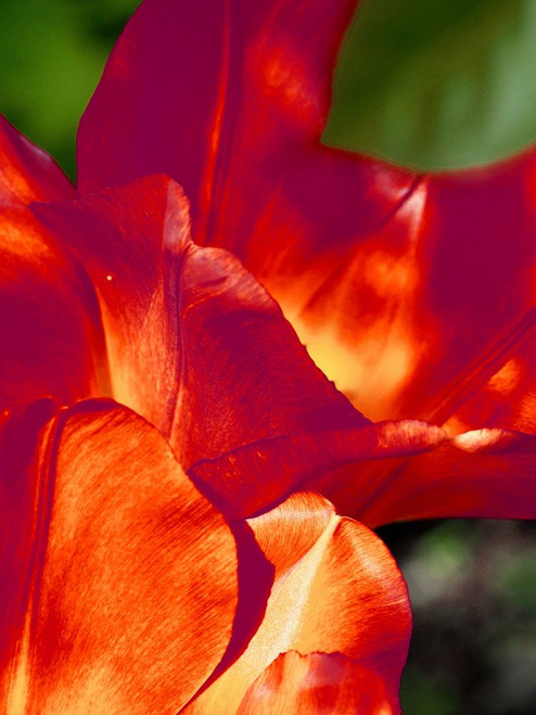 Romantic Tulips II by Gail Peck (18 x 24)