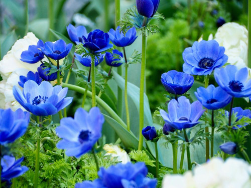 Vibrant Blue Hues by Gail Peck (24 x 18)
