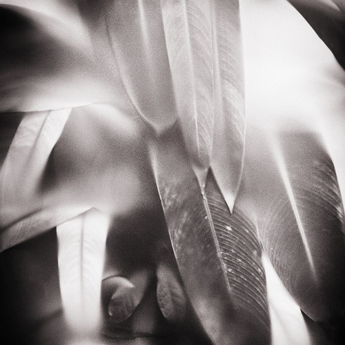 Evergreen No. 4 by Sven Pfrommer (24 x 24)