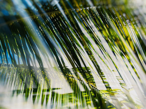 Evergreen No. 10 by Sven Pfrommer (24 x 18)