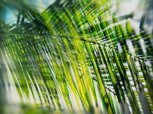 Evergreen No. 8 by Sven Pfrommer (24 x 18)