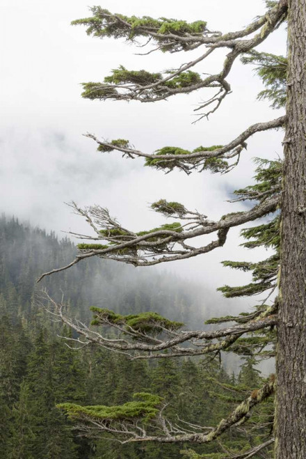 Washington, Mount Rainier NP Evergreens in fog by Don Paulson (15 x 24)