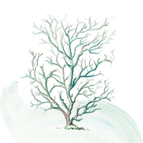 Turquoise Ocean Sea Coral by Patricia Pinto (12 x 12)