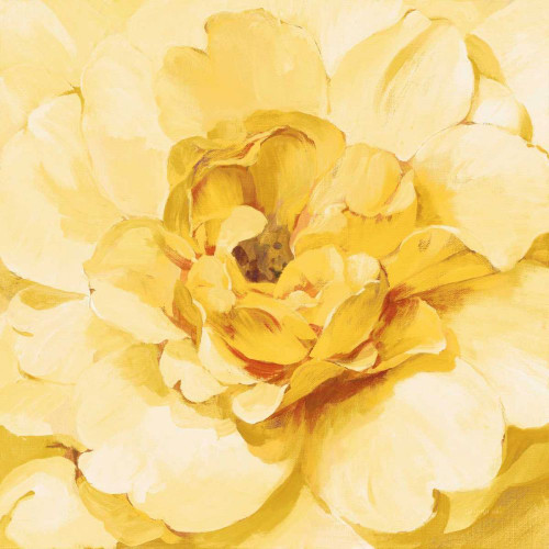 Yellow Peony by Danhui Nai (24 x 24)
