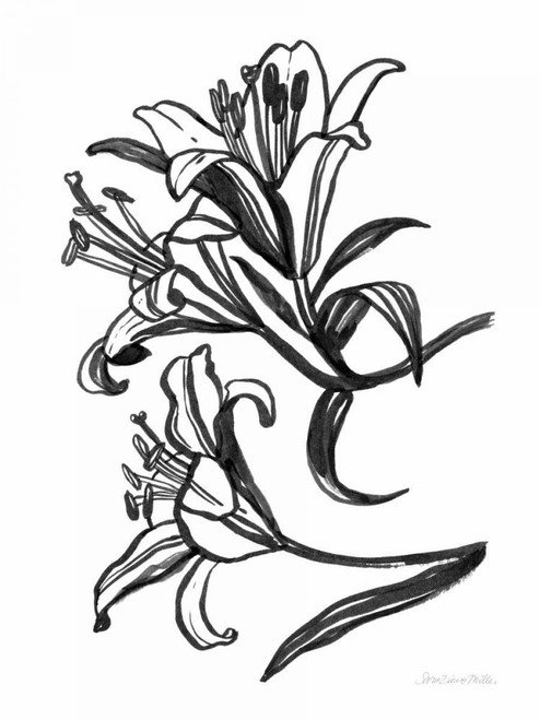 Ink Lilies II by Sara Zieve Miller (18 x 24)