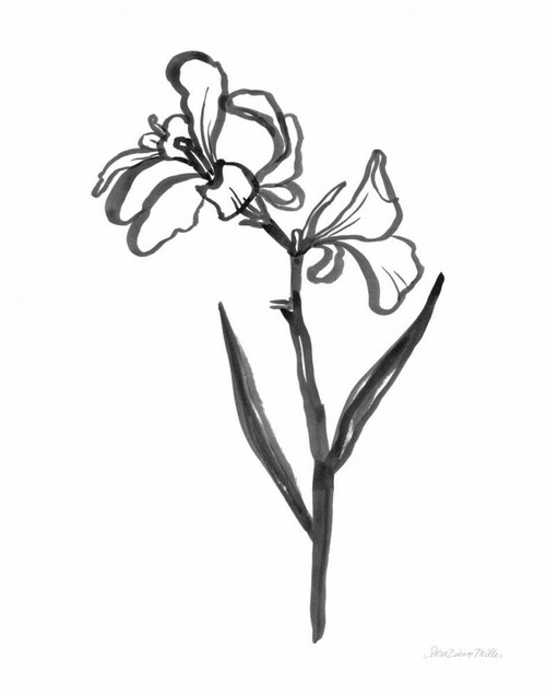 Ink Flower II by Sara Zieve Miller (18 x 24)
