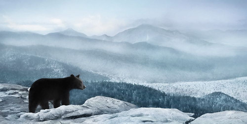 Cascade Mountain Bear by Lori Deiter (24 x 12)