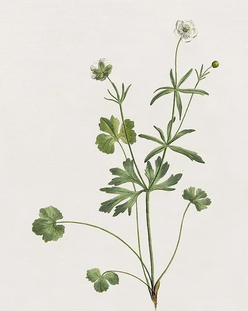 Wispy Botanical II by Kelly Donovan (18 x 24)