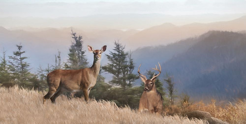 Cascade Mountain Deer by Lori Deiter (20 x 10)