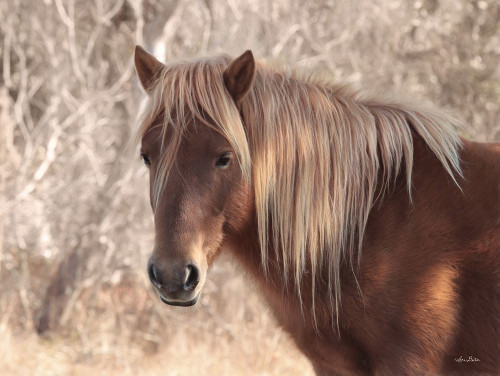 Assateague Horse by Lori Deiter (24 x 18)