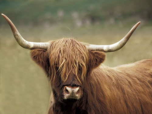 Highland Afternoon by Danita Delimont (24 x 18)