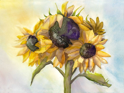 Sunflower Bloom 1 by Doris Charest (24 x 18)
