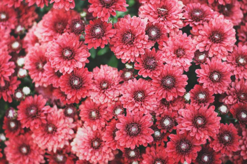 Autumn Flowers I by Laura Marshall (24 x 18)