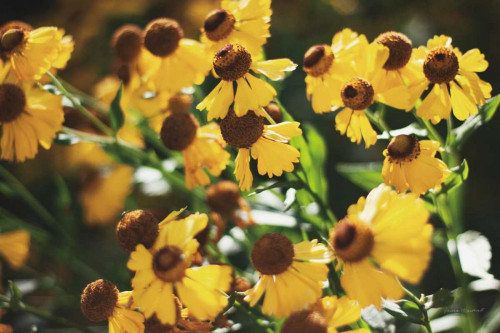 Autumn Flowers II by Laura Marshall (24 x 18)