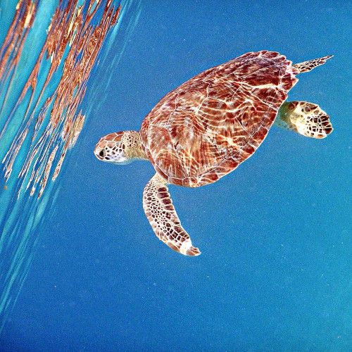 Underwater Depths II by Kathy Mansfield (12 x 12)