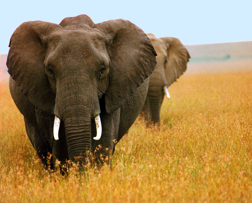 Elephant Plains by Kathy Mansfield (24 x 21)