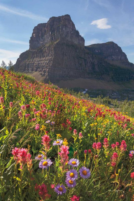 Boulder Pass Wildflowers by Alan Majchrowicz (15 x 24)