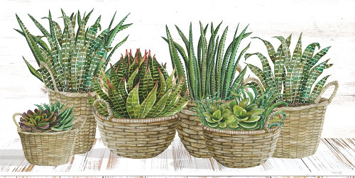 Succulent Baskets by Cindy Jacobs (24 x 18)