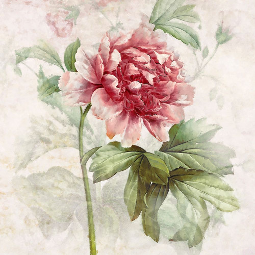 Ruby Floral I by Steve Hunziker (12 x 12)