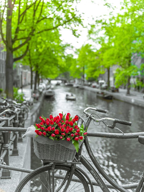 Bicycle with bunch of flowers by the canal-Amsterdam by Assaf Frank (18 x 24)