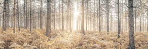 Sunrays through forest trees by Assaf Frank (24 x 8)