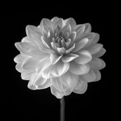 Dahlia flower on black background by Assaf Frank (12 x 12)