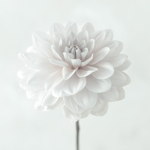 Dahlia flower on white background by Assaf Frank (12 x 12)