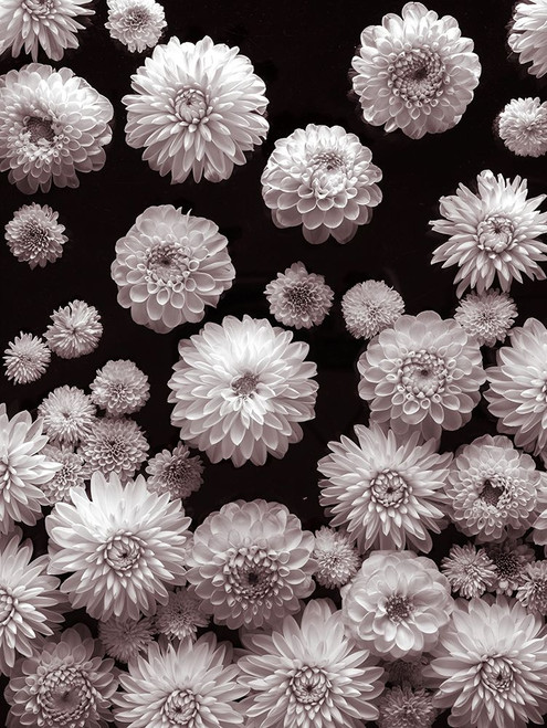 Dahlia Flowers-Full Frame by Assaf Frank (18 x 24)