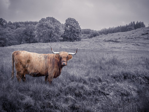 Highland Cow by Assaf Frank (24 x 18)