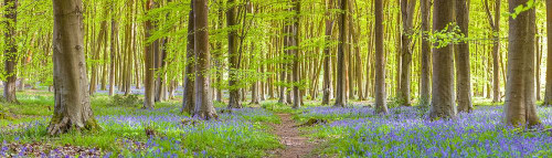 Pathway through forest by Assaf Frank (24 x 7)