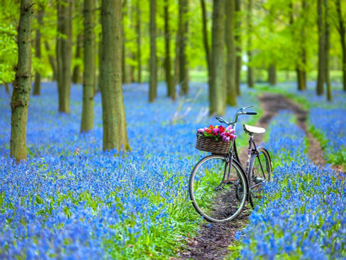 Bicycle in spring forest by Assaf Frank (24 x 18)