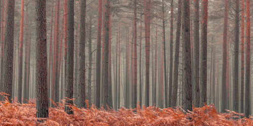 Misty Forest by Assaf Frank (24 x 12)