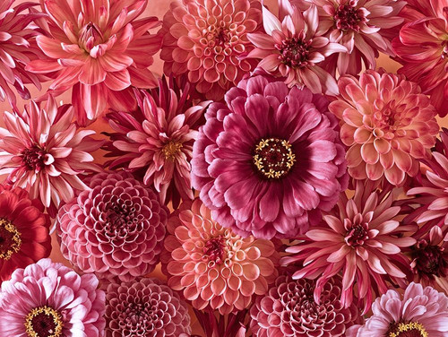 Mixed flowers by Assaf Frank (24 x 18)