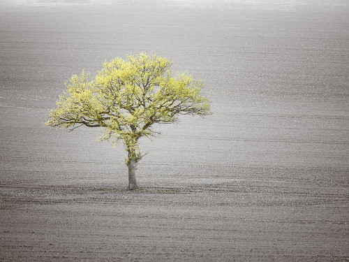 Single tree in foggy grassfield by Assaf Frank (24 x 18)