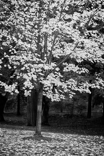 Silver Fall III by Vitaly Geyman (18 x 24)