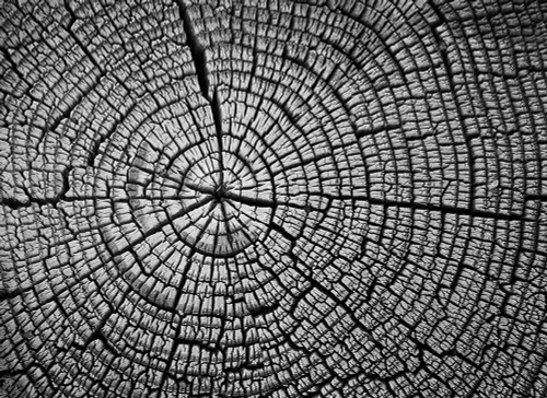 Rings of Life II by Vitaly Geyman (24 x 18)