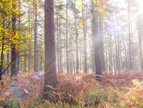 Sun rays in forest by Assaf Frank (24 x 18)