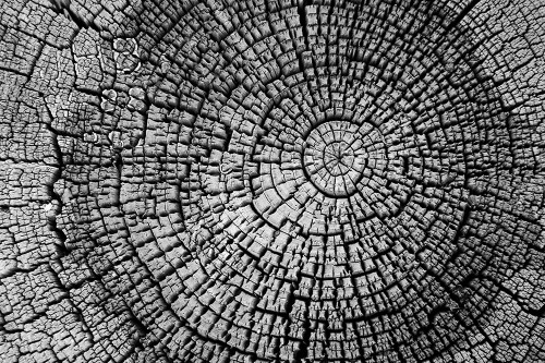 Rings of Life I by Vitaly Geyman (24 x 18)