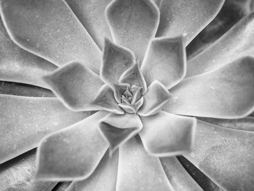 Succulent plant by Assaf Frank (24 x 18)